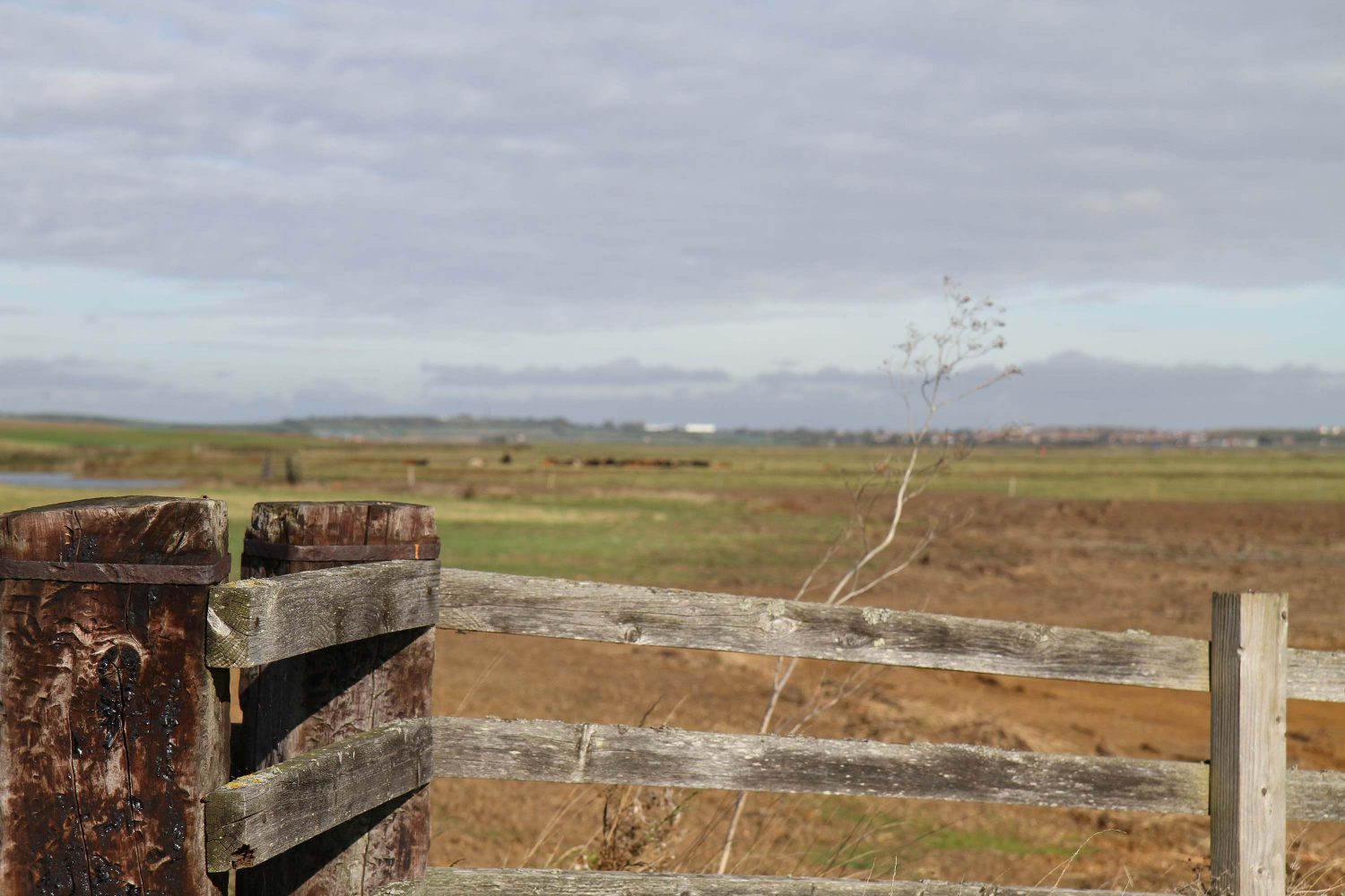 reserve naturelle de elmley kent 