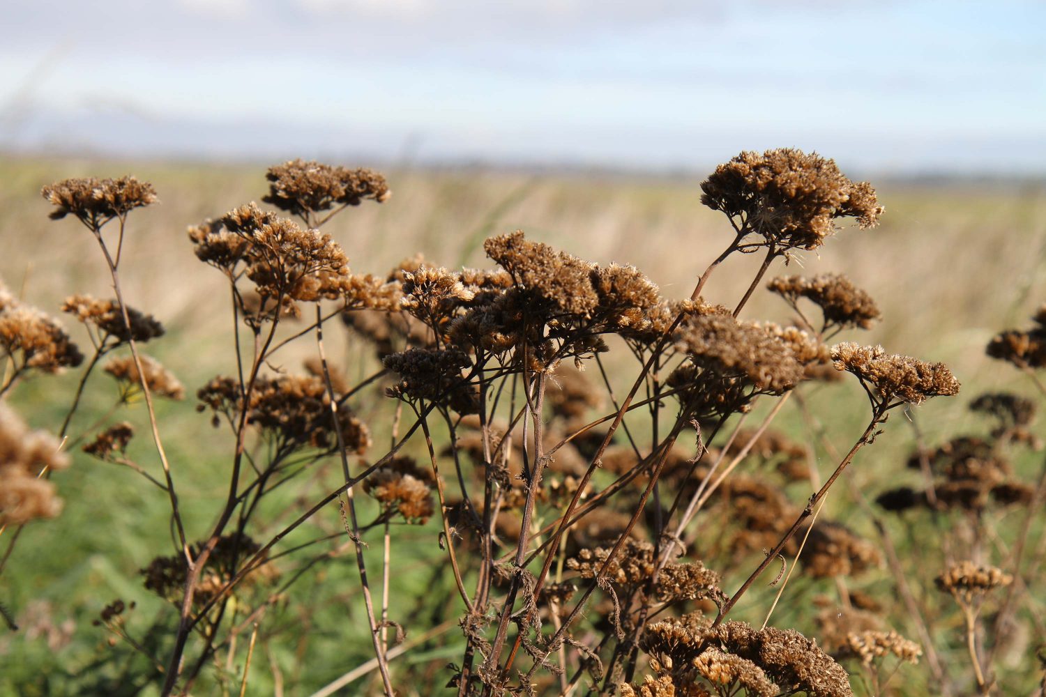 reserve naturelle de elmley kent 