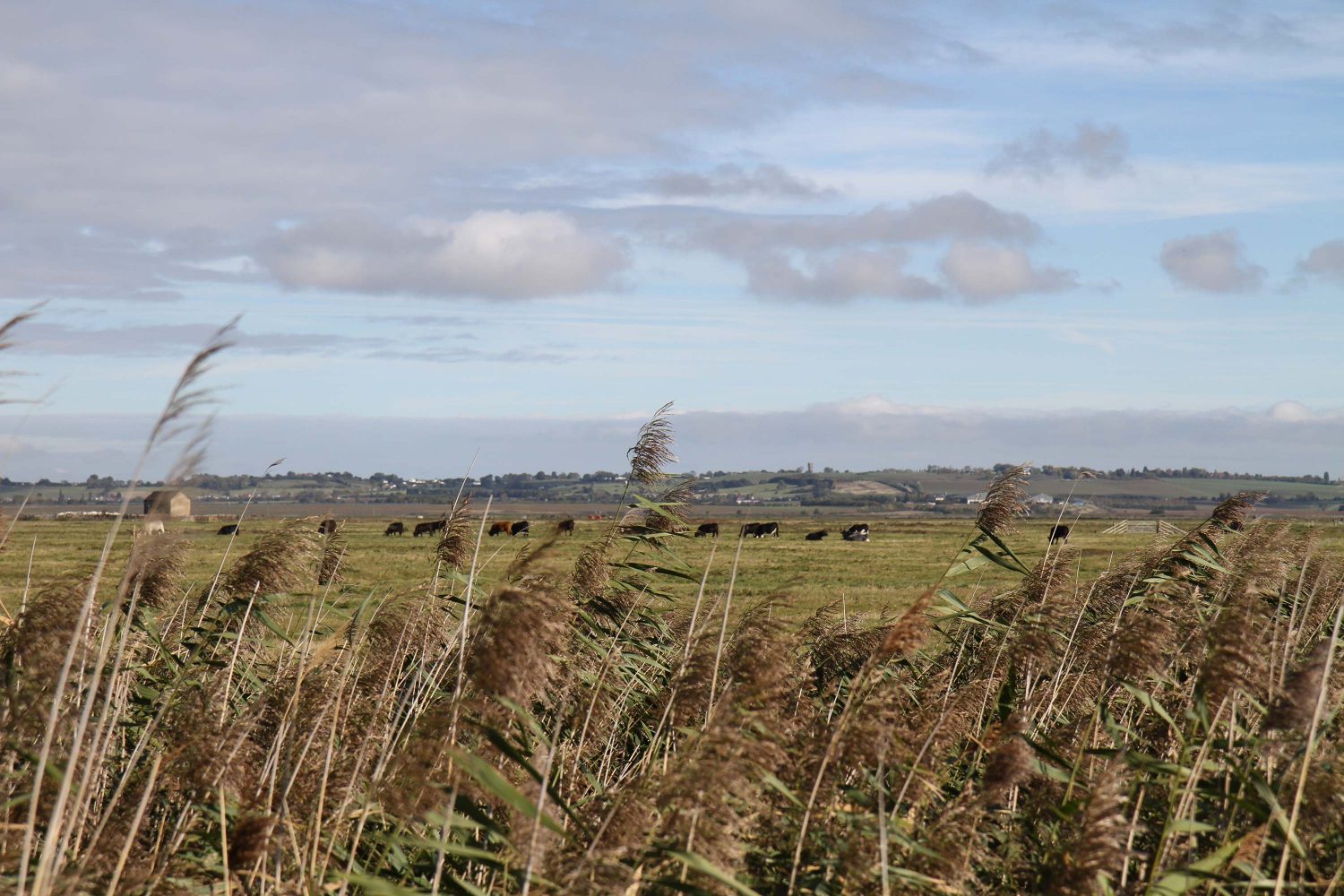 reserve naturelle de elmley kent 