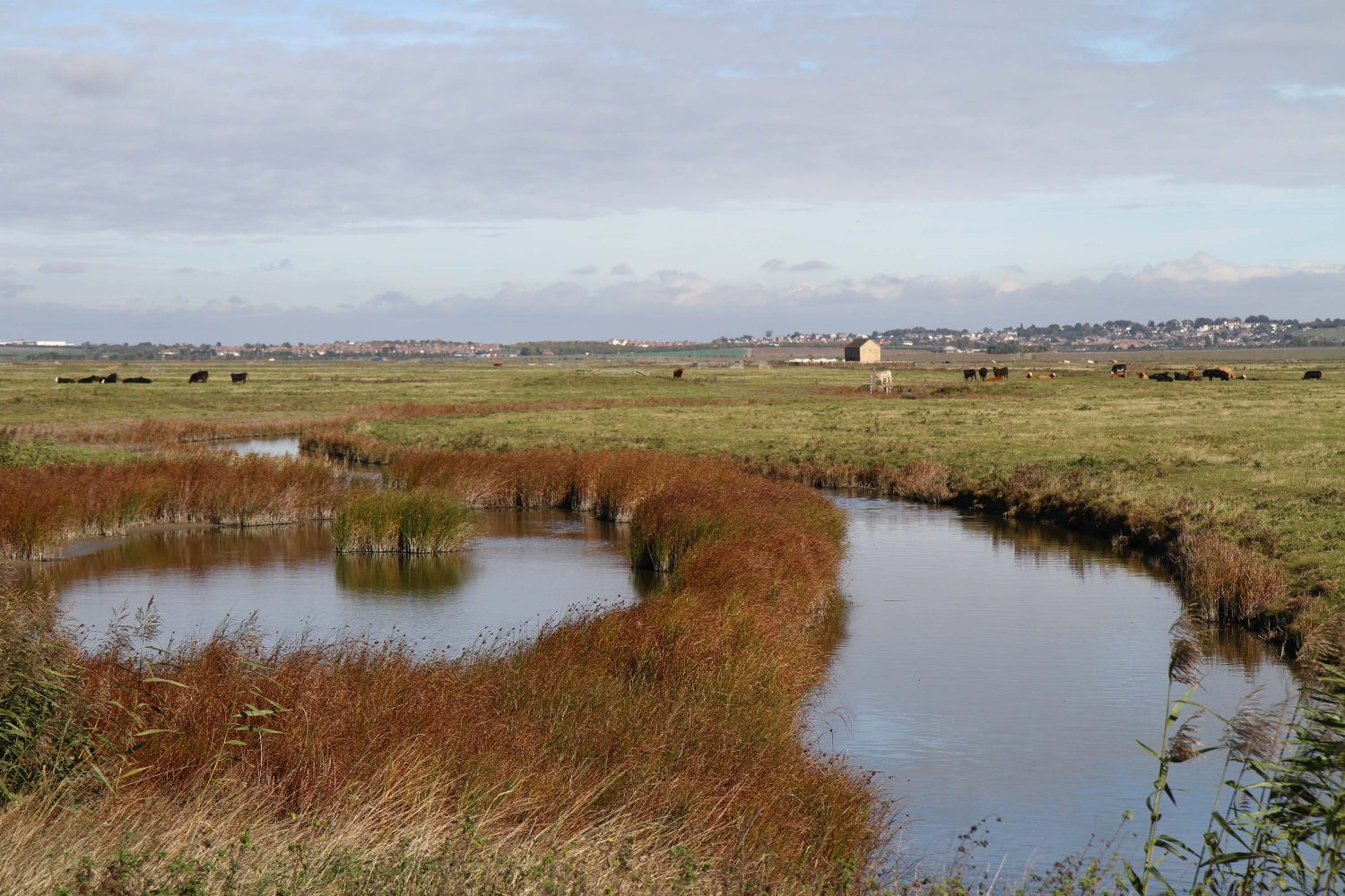 reserve naturelle de elmley kent 