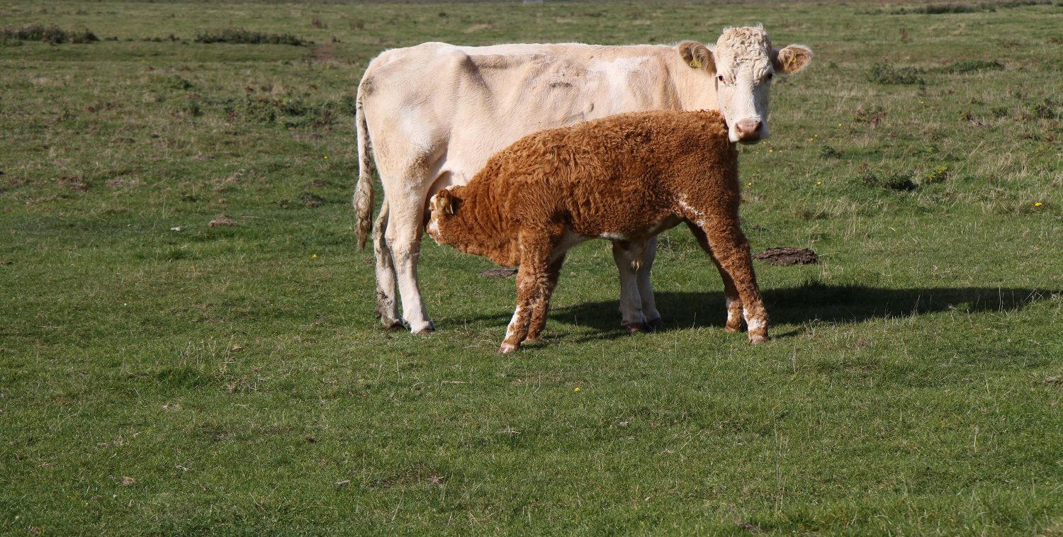 reserve naturelle de elmley kent 