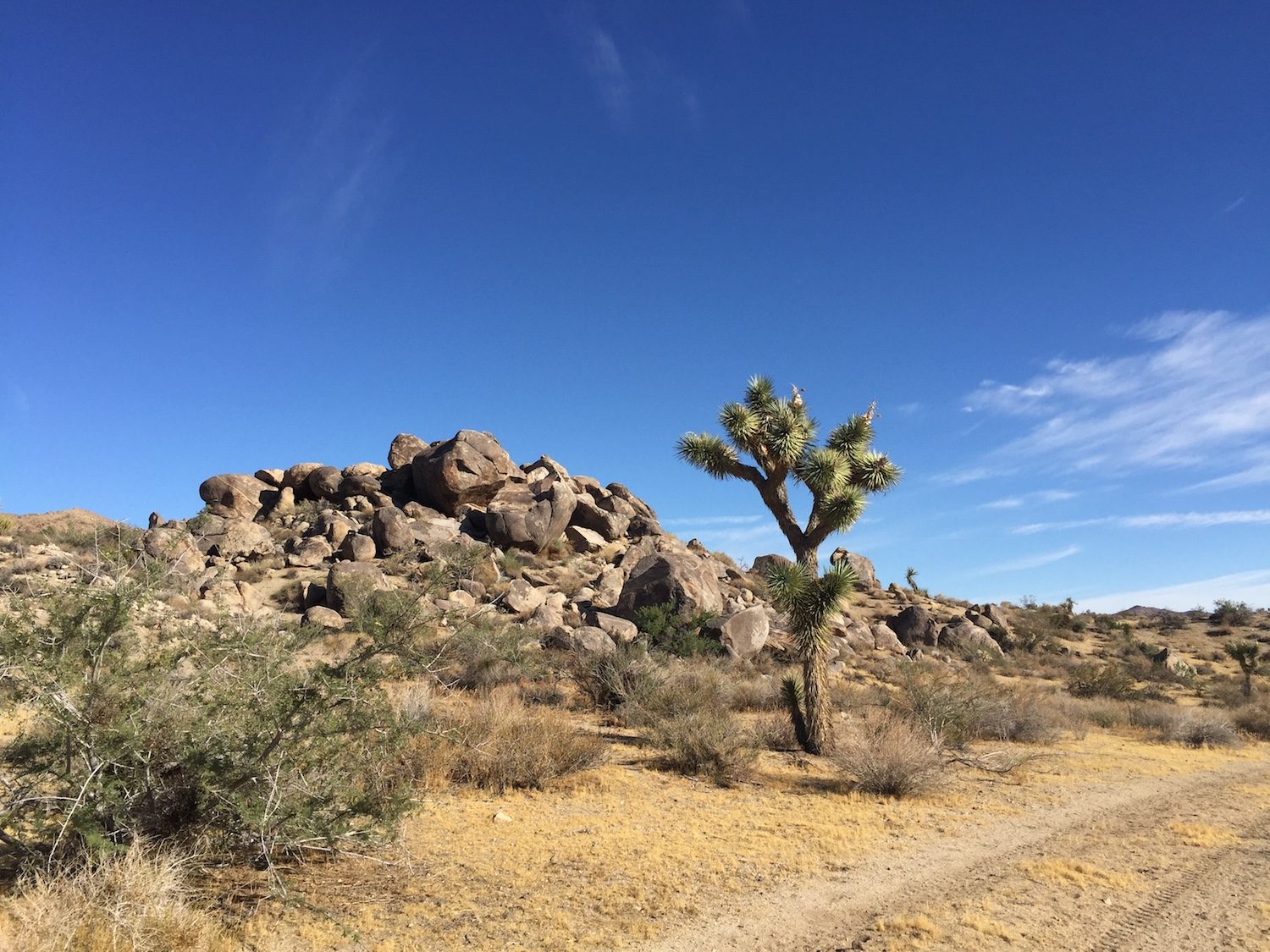 Joshua tree 