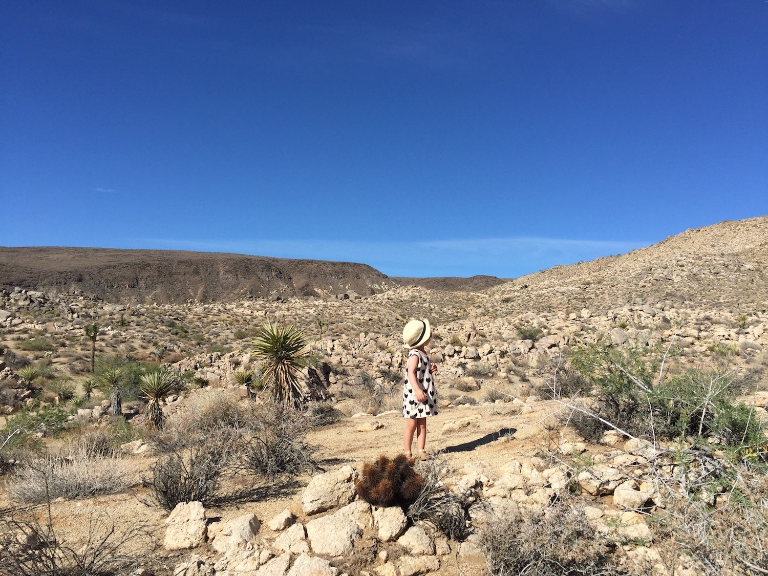 Joshua tree 