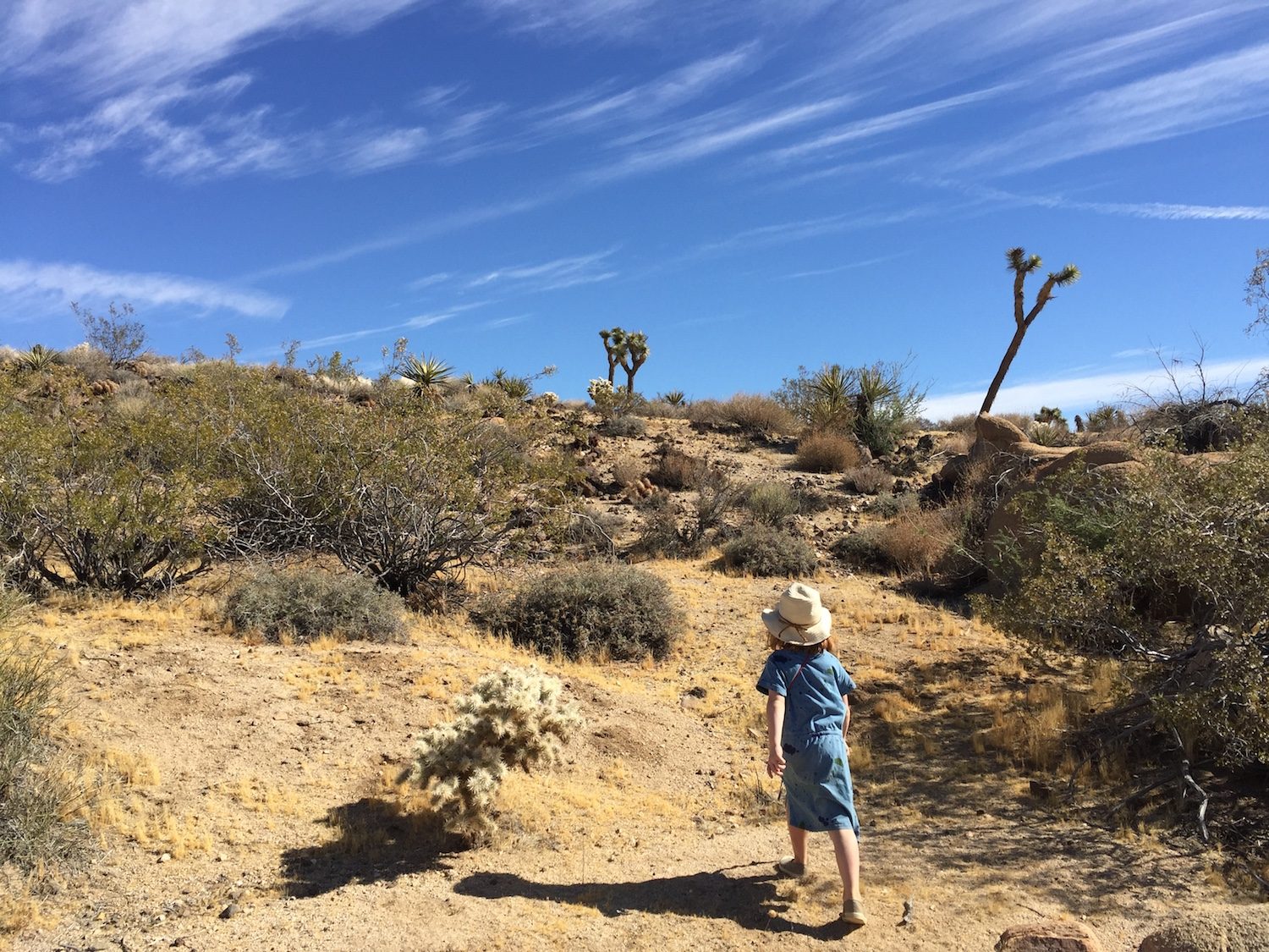 joshua tree 