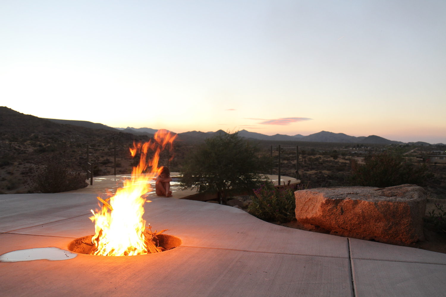 Joshua tree