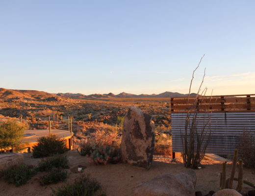 Joshua tree