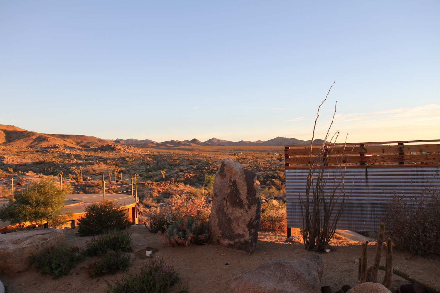 Joshua tree