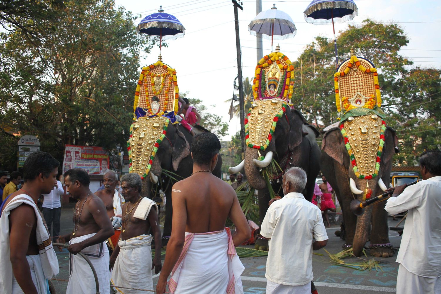 cochin éléphants 