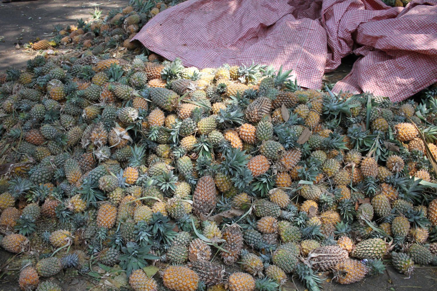 ananas kerala 