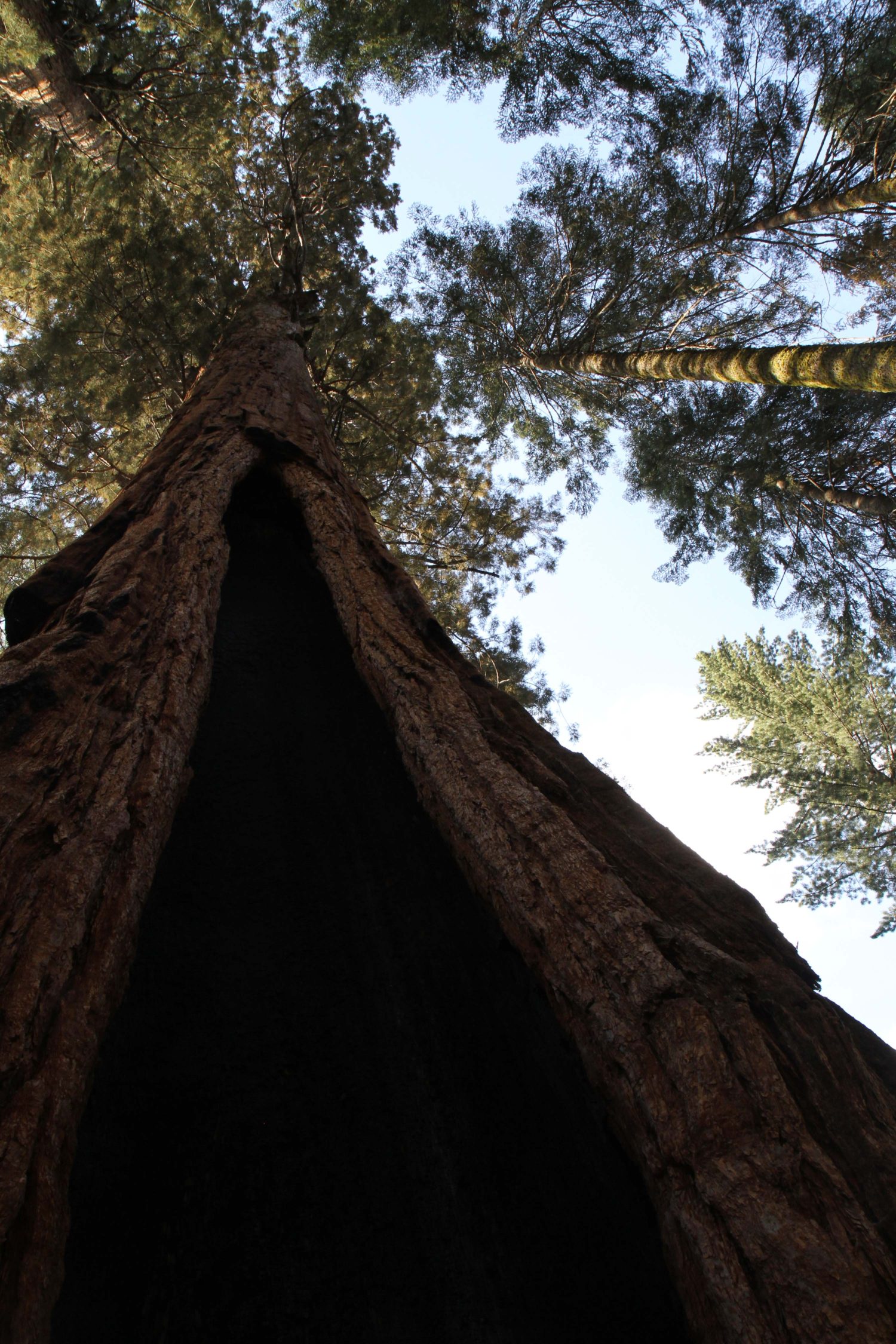 sequoia parc 