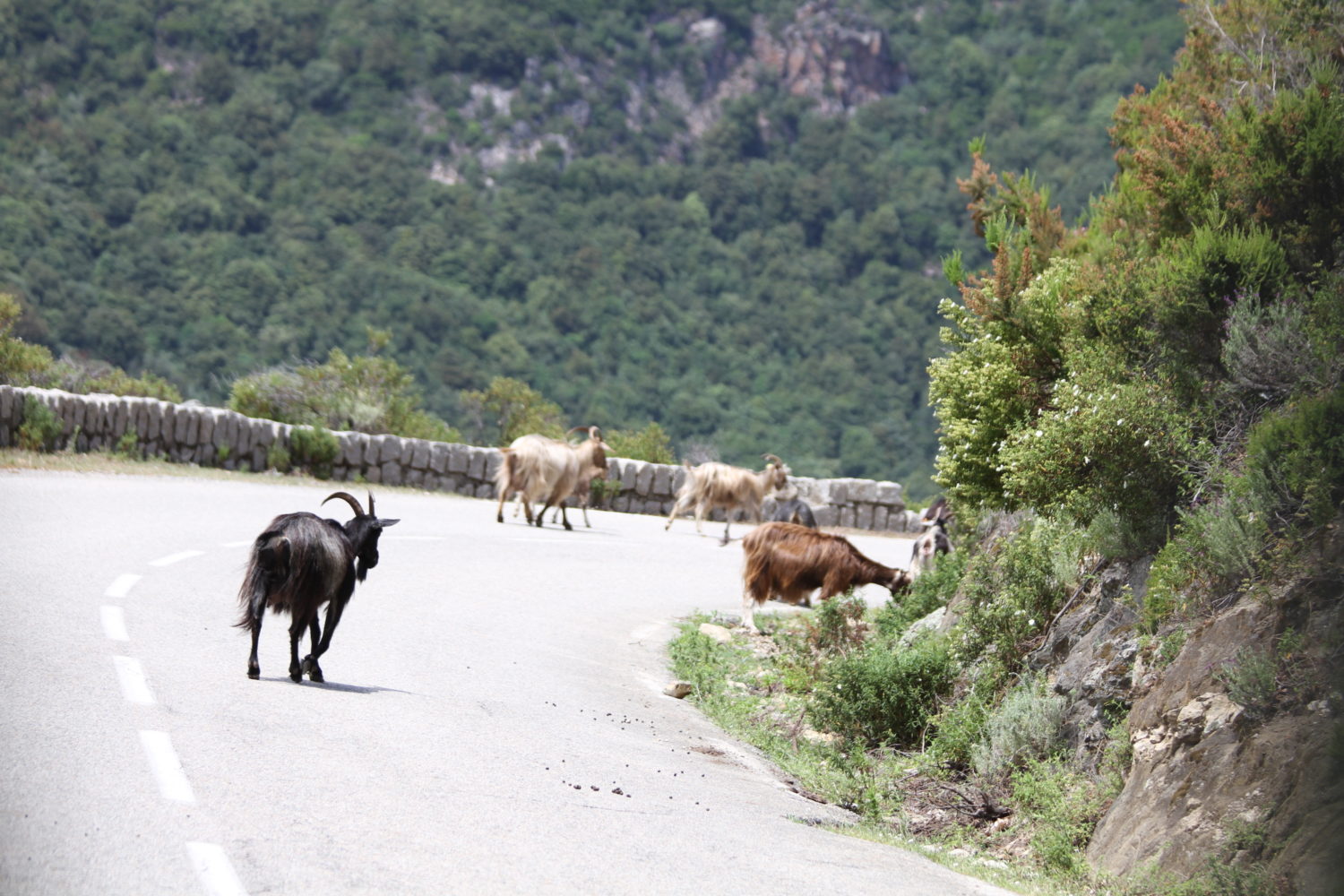 chèvres corse