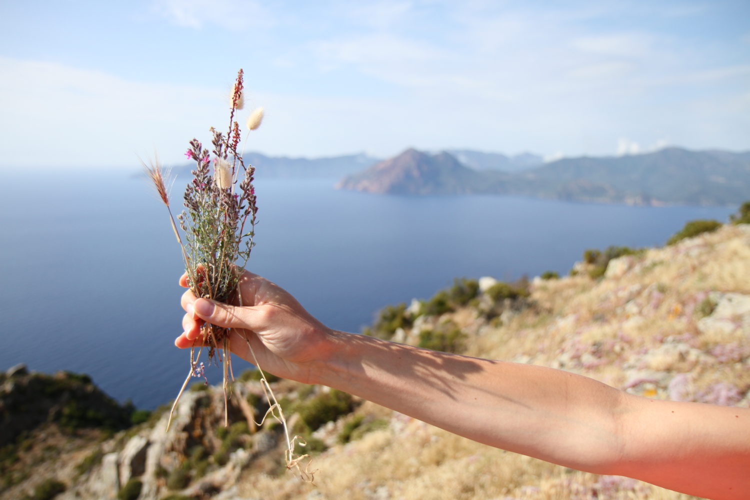 herbes corse 