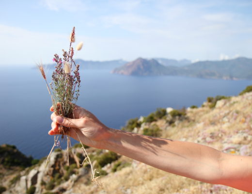 herbes corse