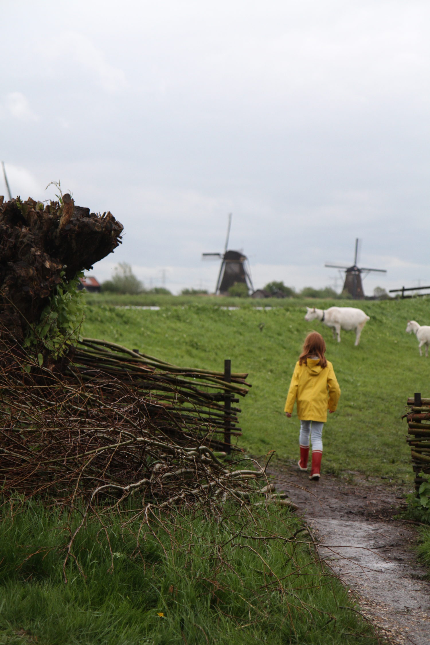 hollande kinderdijk 