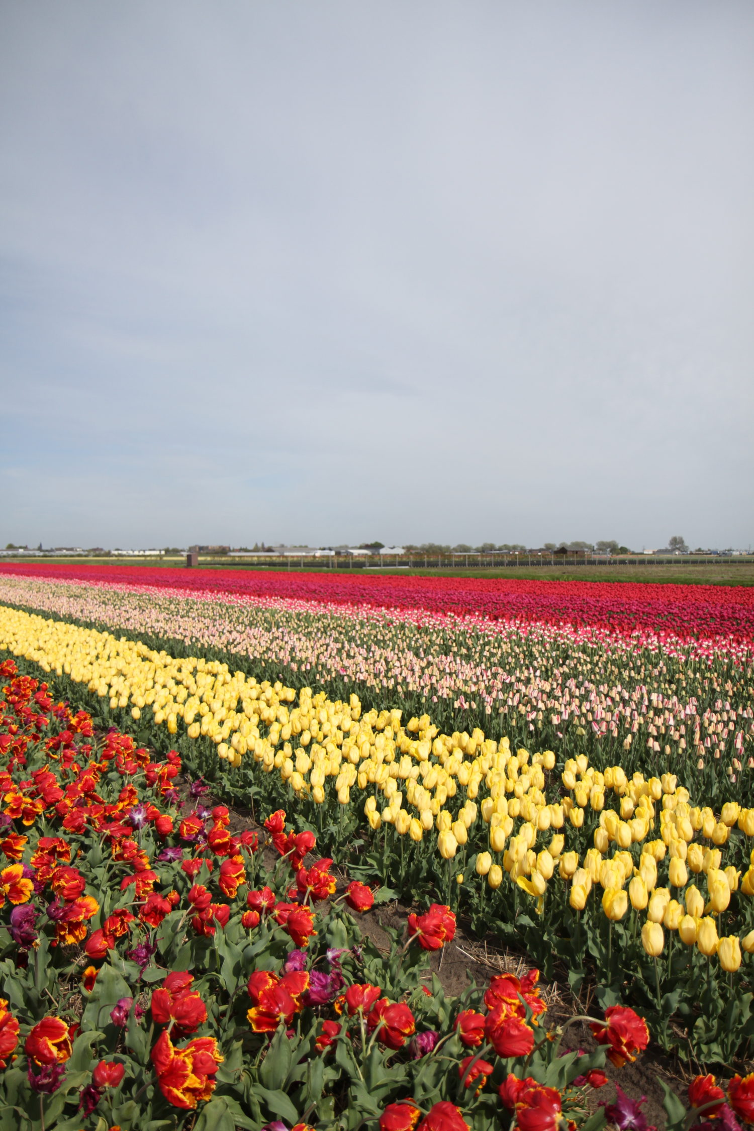 keukenhof tulipes pays-bas 