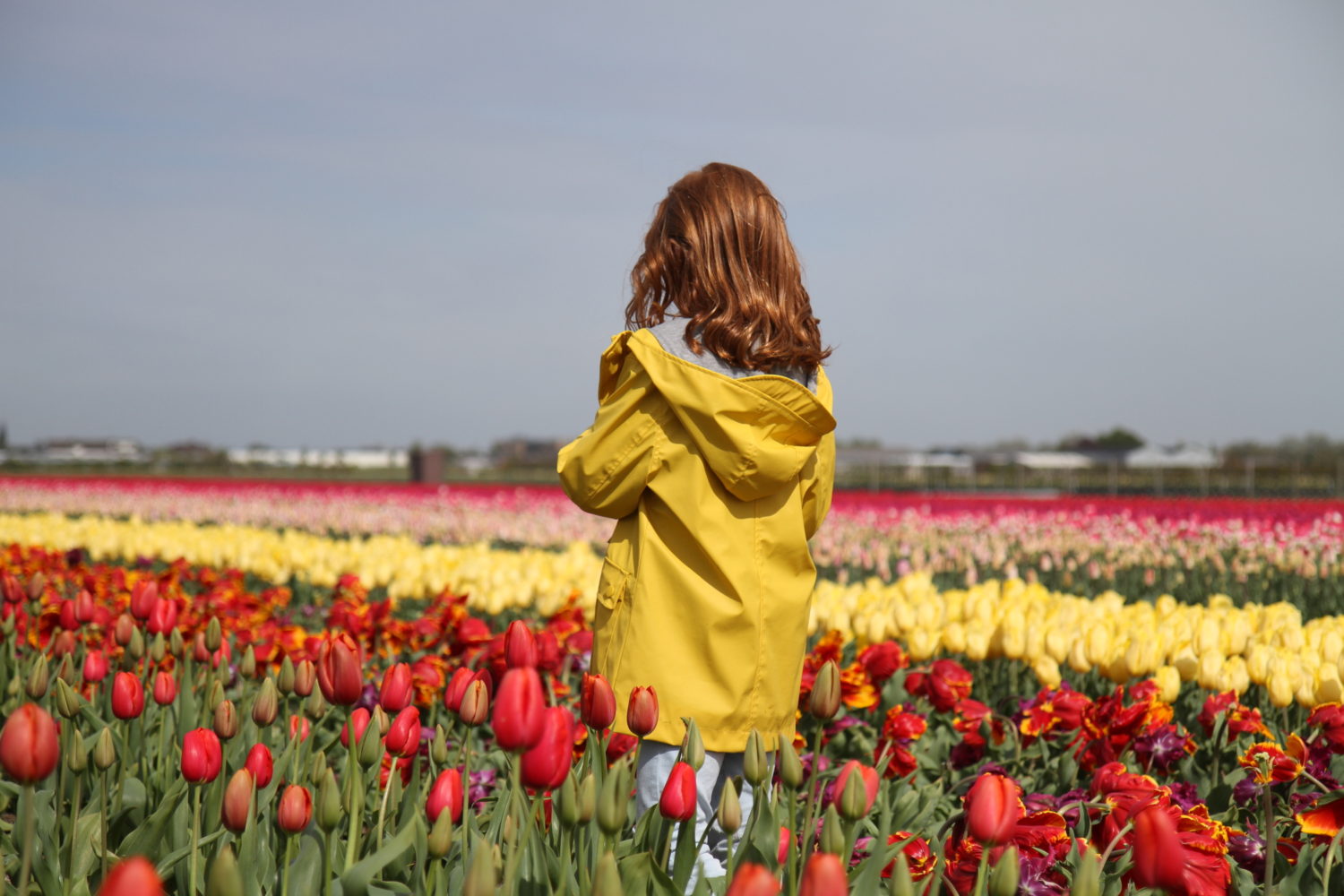 hollande tulipes 