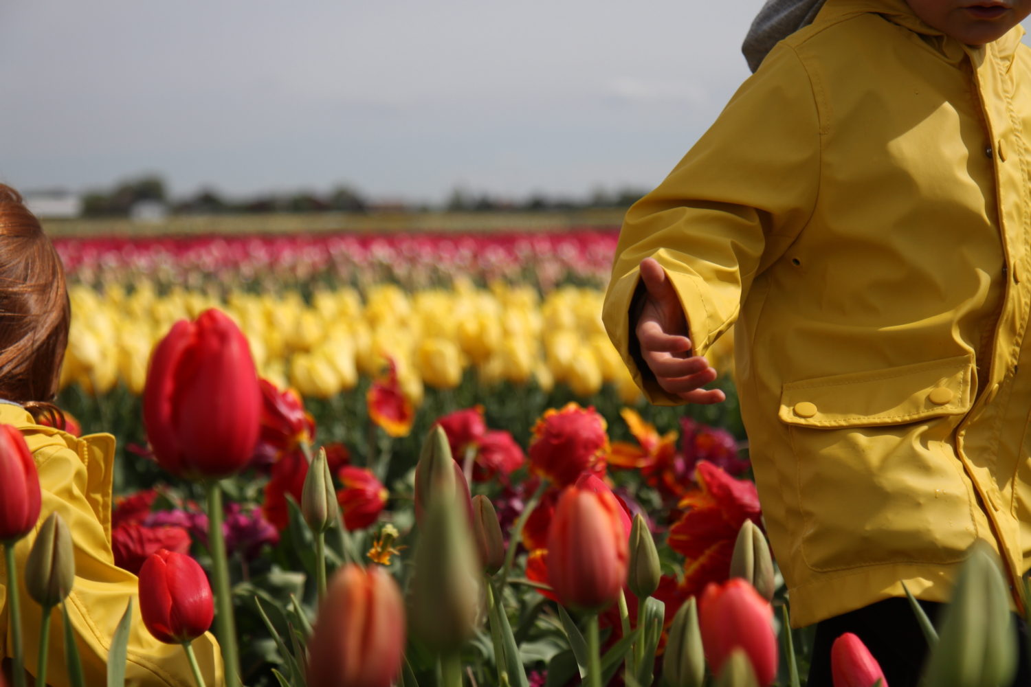 hollande keukenhof tulipes 