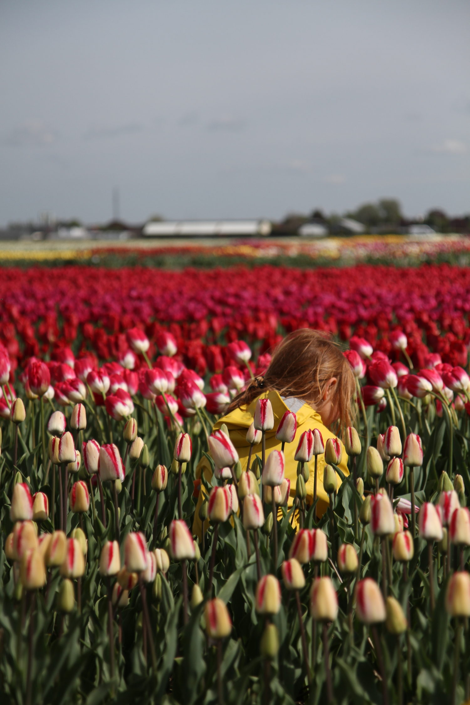 hollande tulipes 