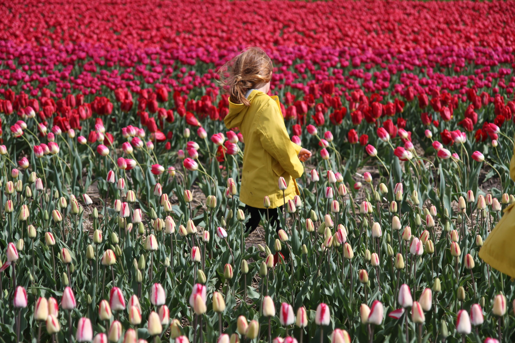 hollande tulipes pays-bas