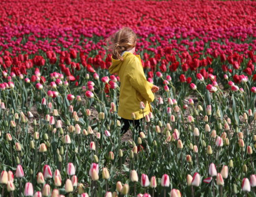 hollande tulipes pays-bas