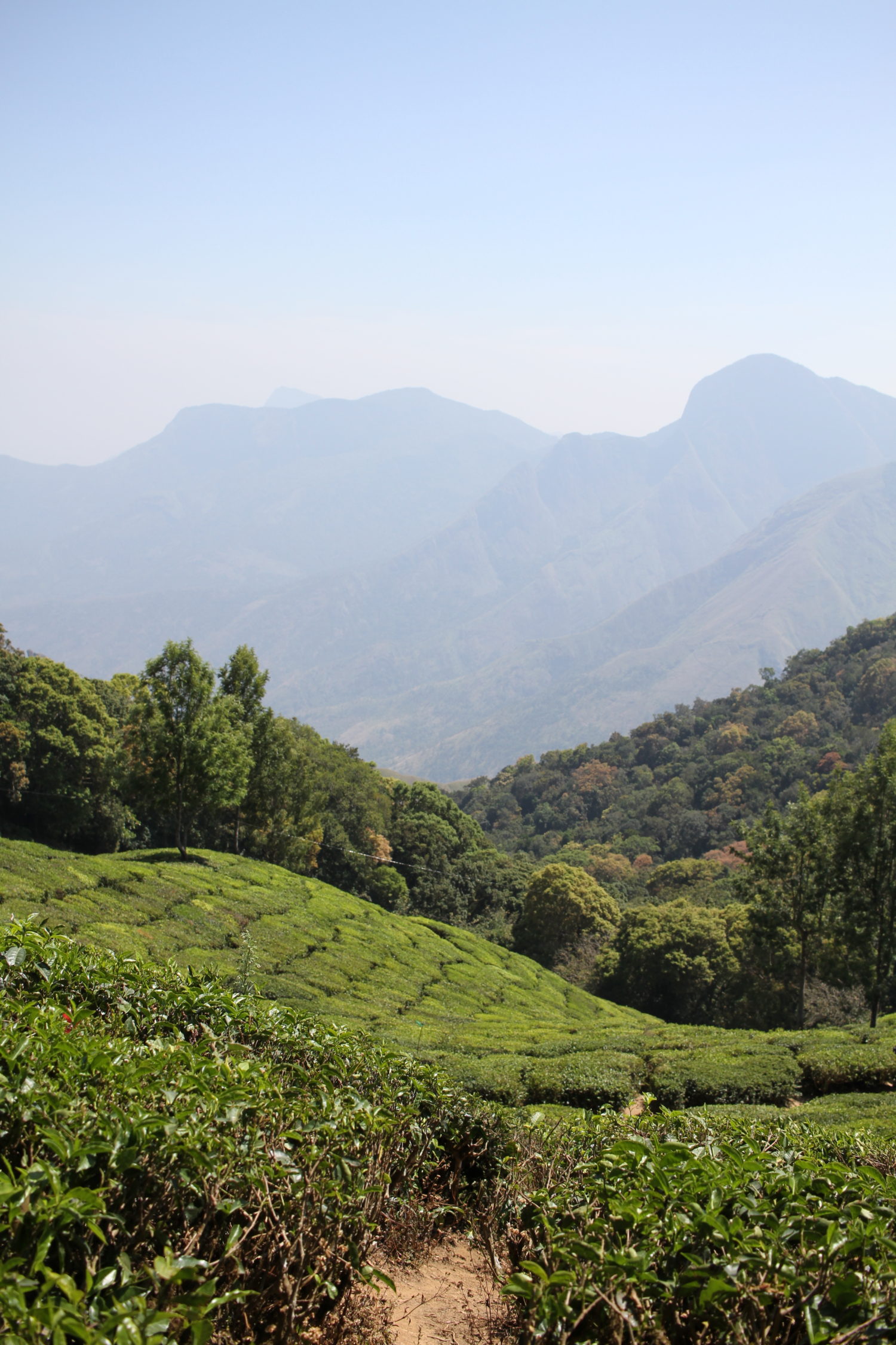 munnar 