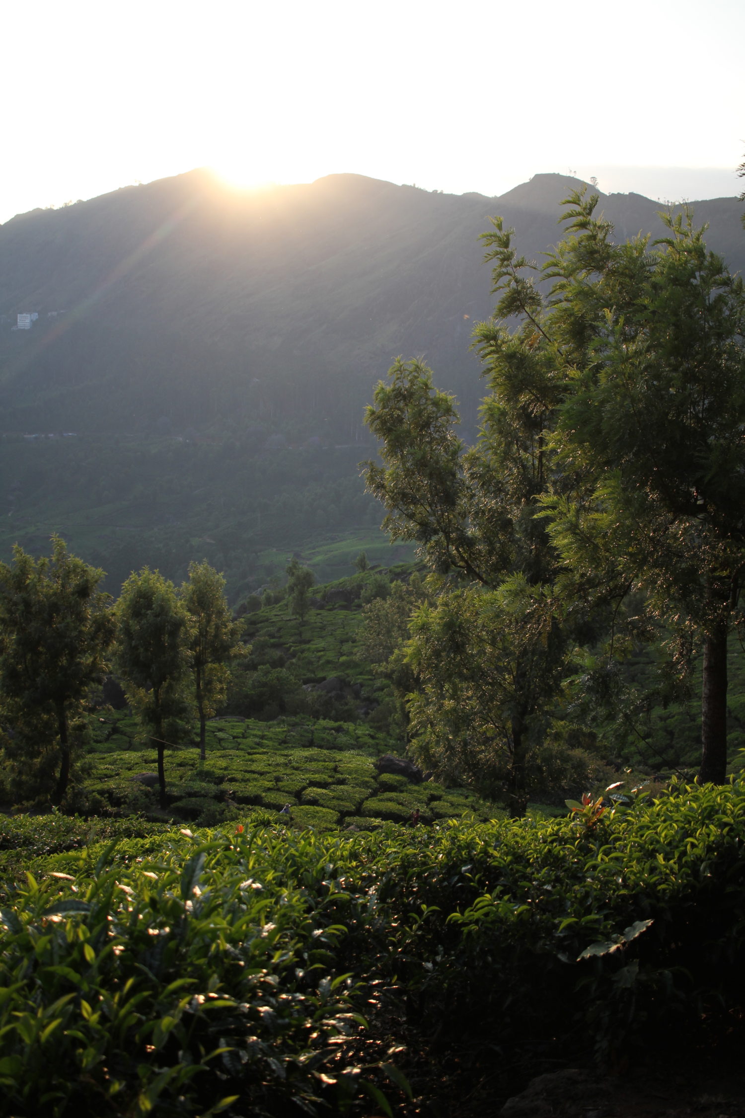 munnar coucher du soleil 