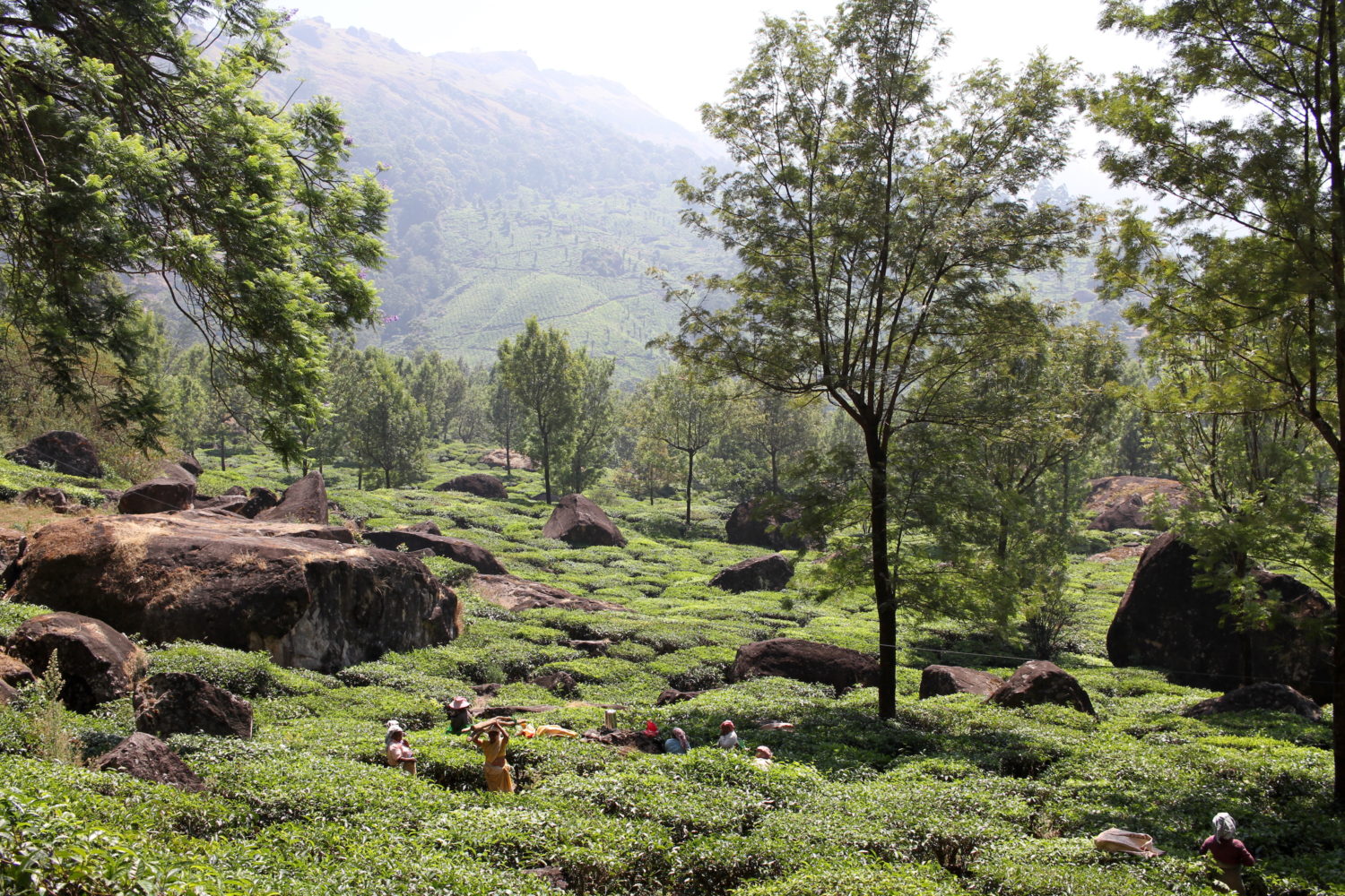 munnar plantation de thé 