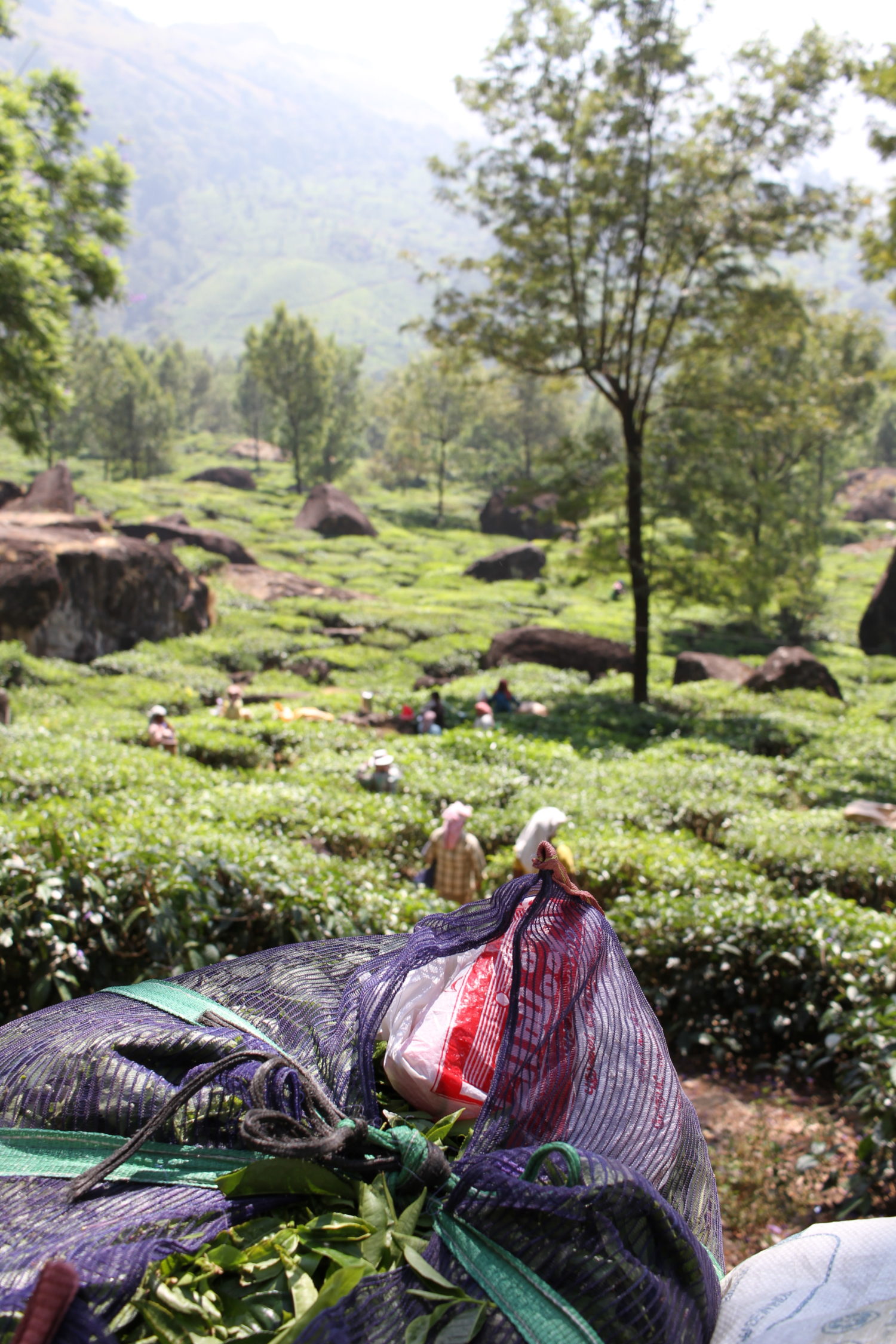 munnar plantation de thé 
