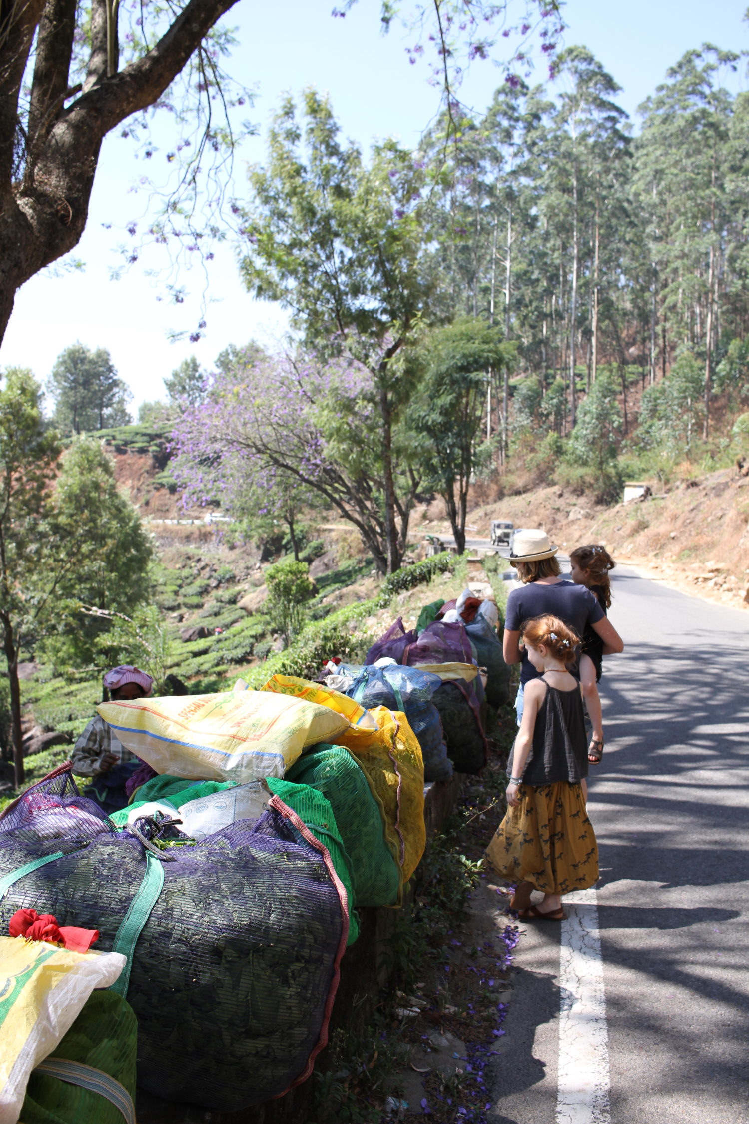 munnar plantation de thé 