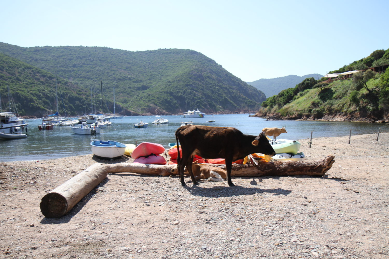 plage de girolata