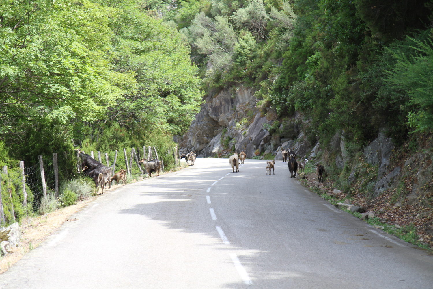 troupeau chèvres corse 