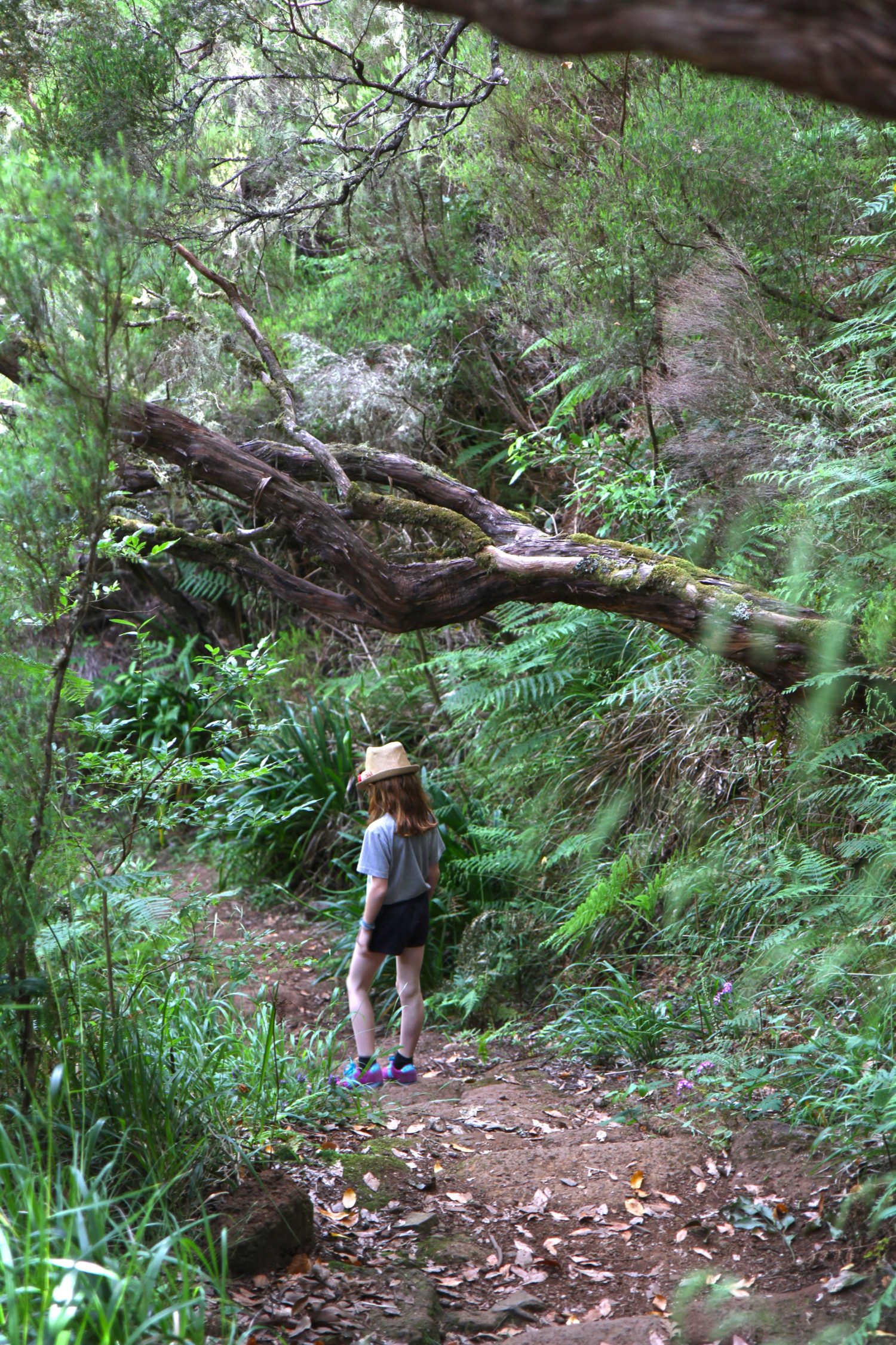 Madère randonnée de la levada das 25 Fontes