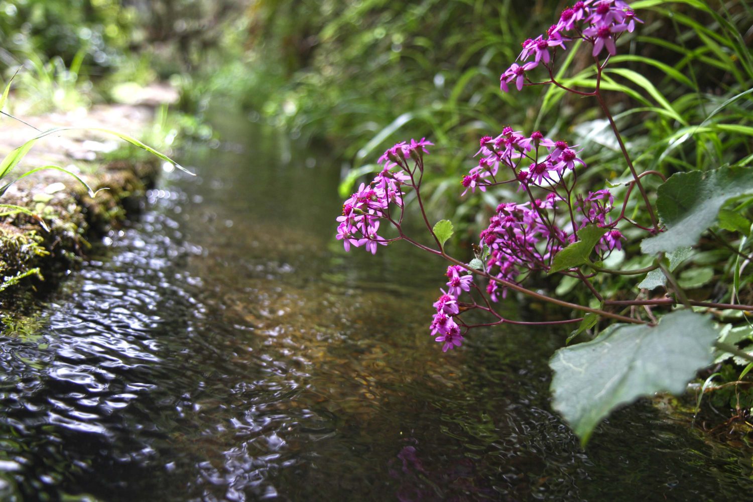 Madère randonnée de la levada das 25 Fontes