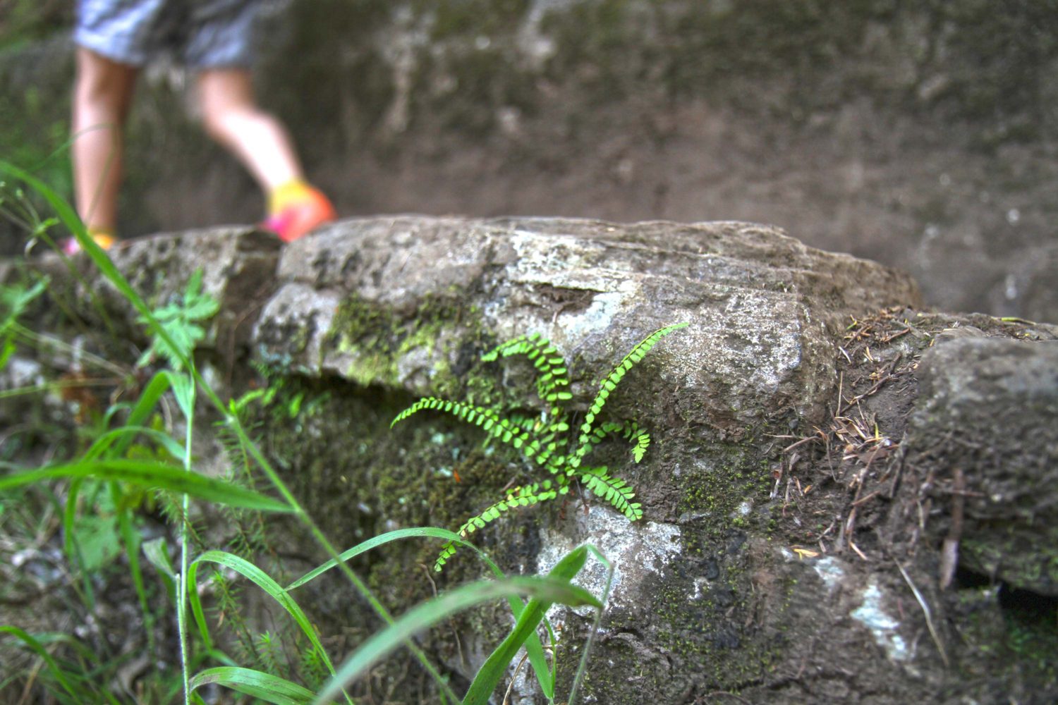 Madère randonnée de la levada das 25 Fontes