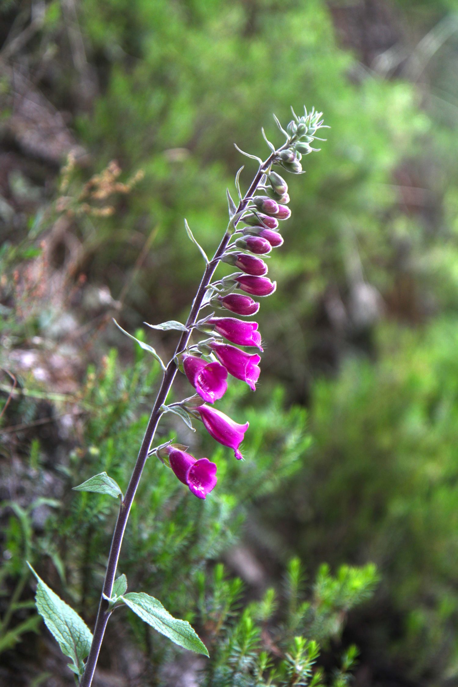 Madère randonnée de la levada das 25 Fontes