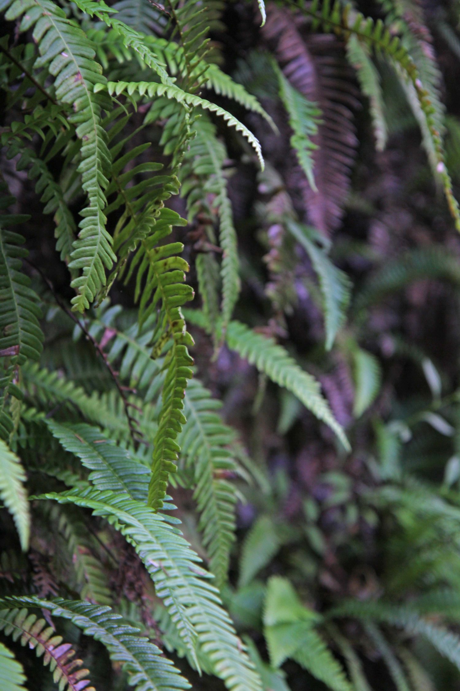 Madère randonnée du Caldeirao Verde