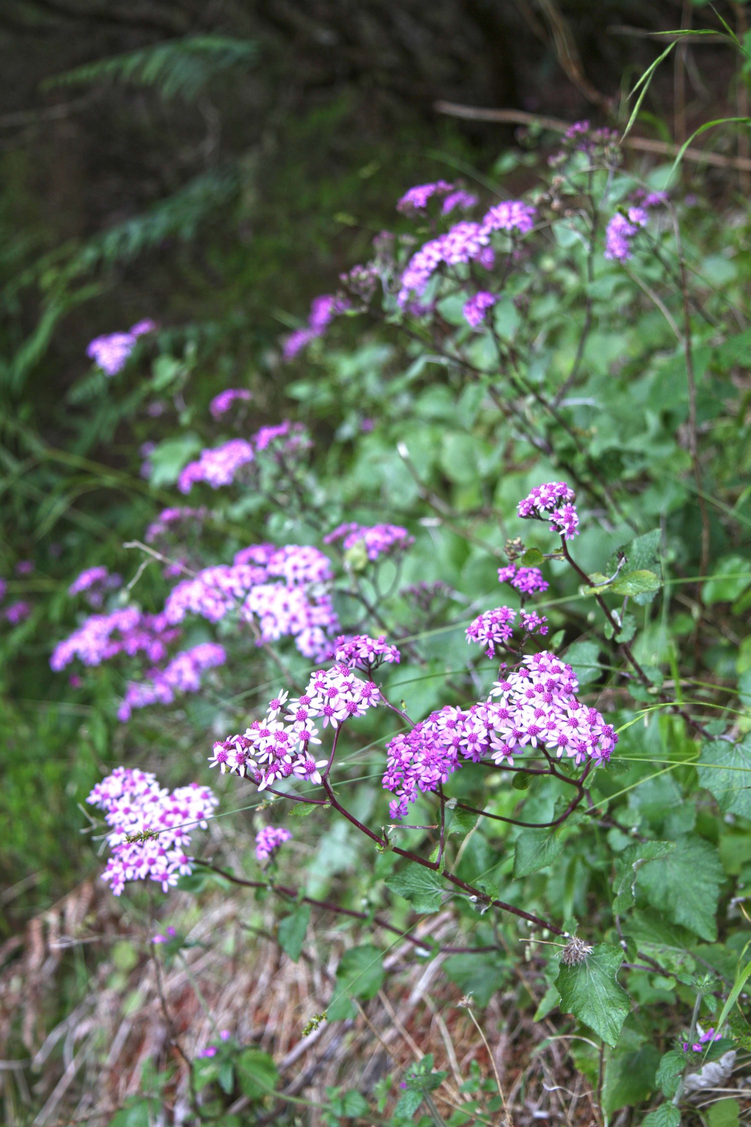 fleurs madère 