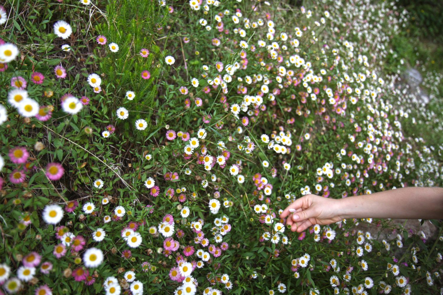 fleurs madère 