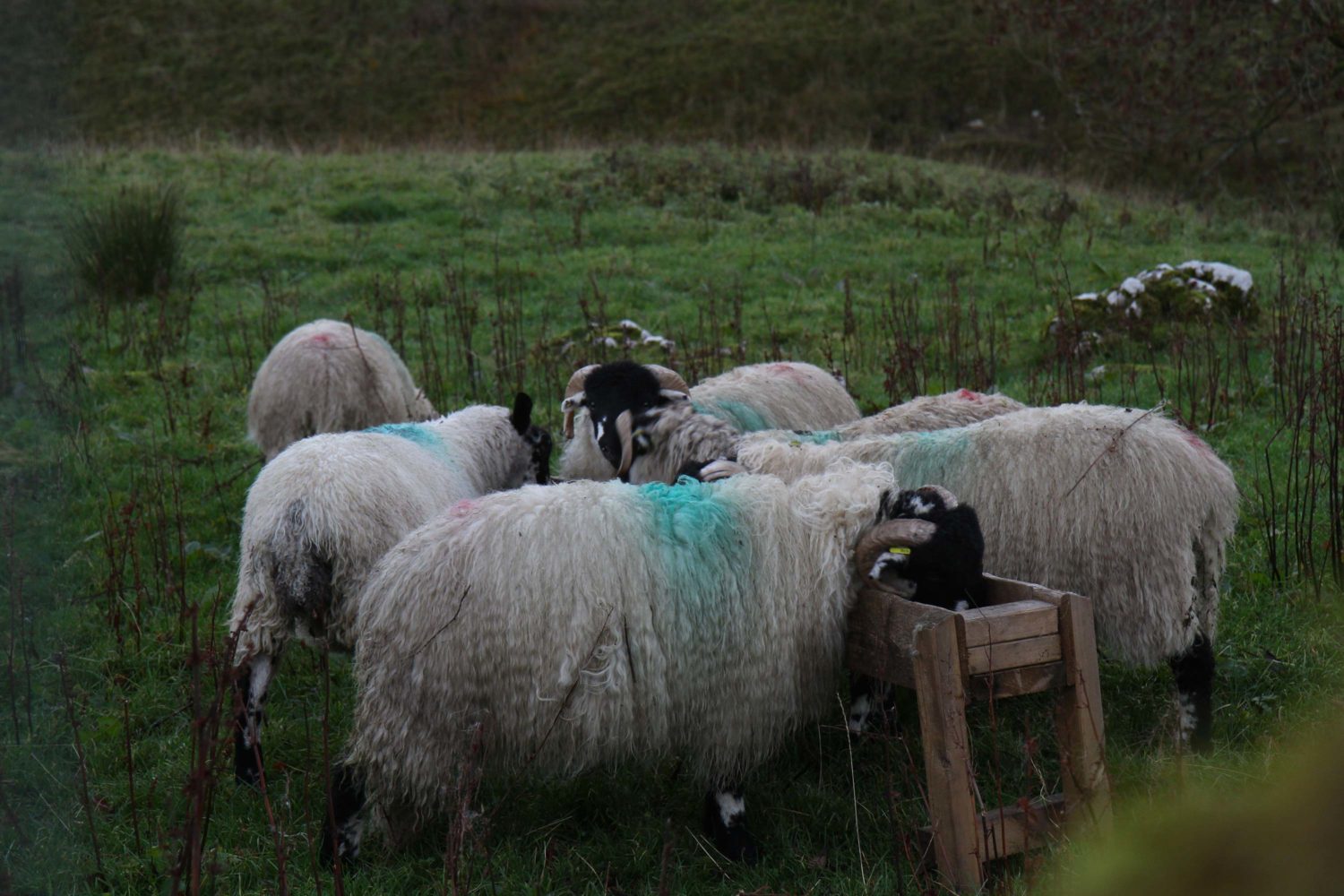 Yorkshire dales moutons 