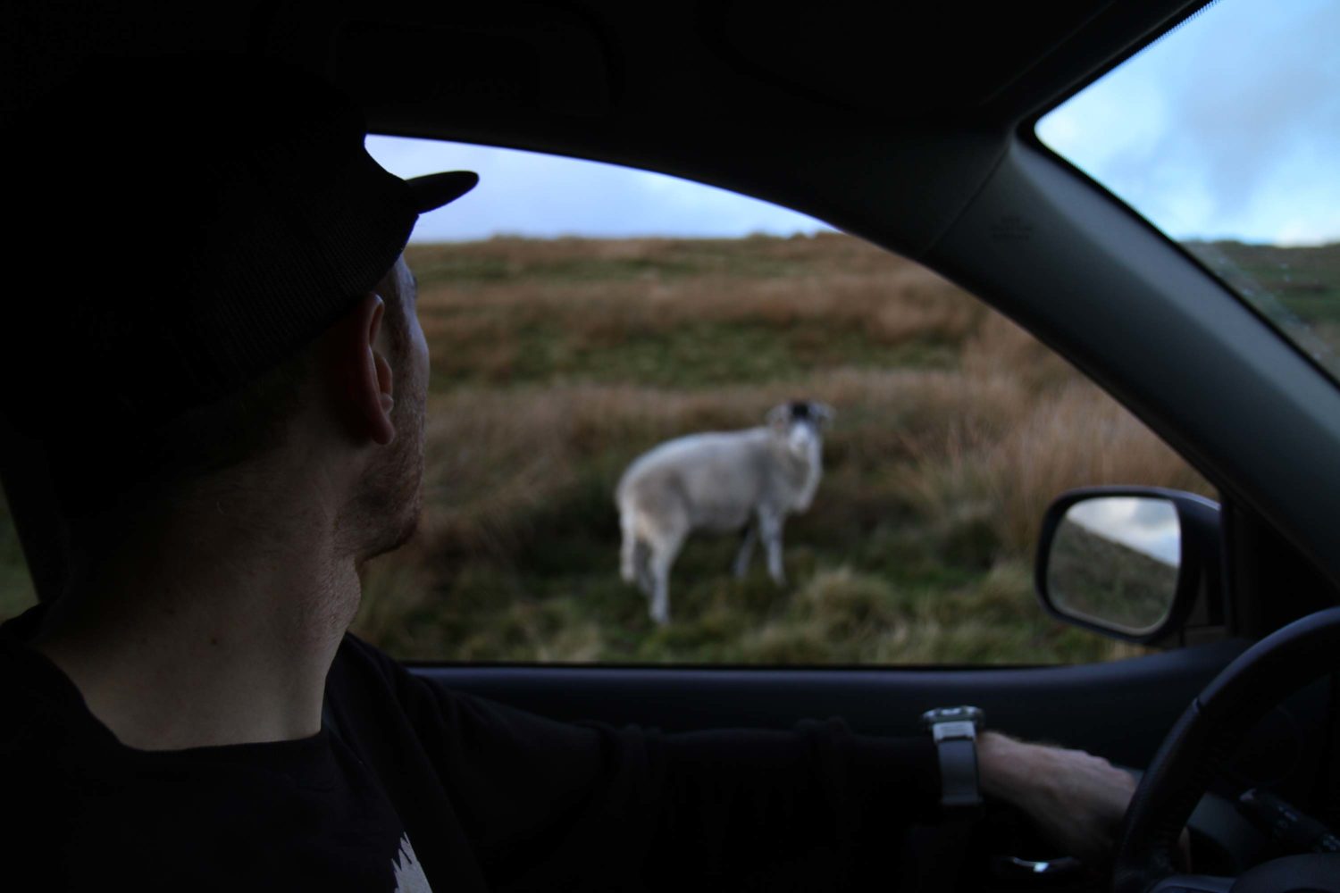 Yorkshire dales moutons 