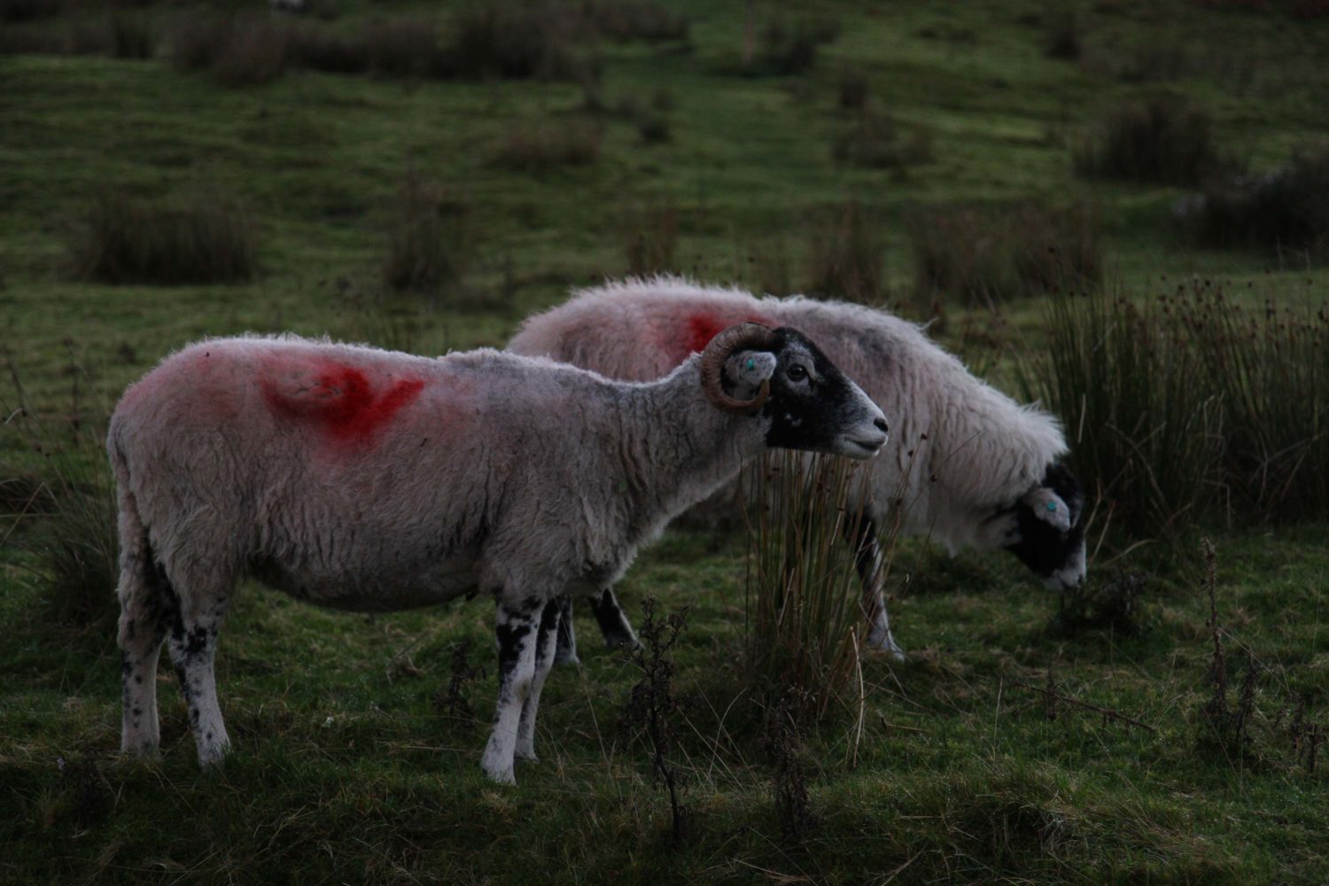 Yorkshire dales moutons