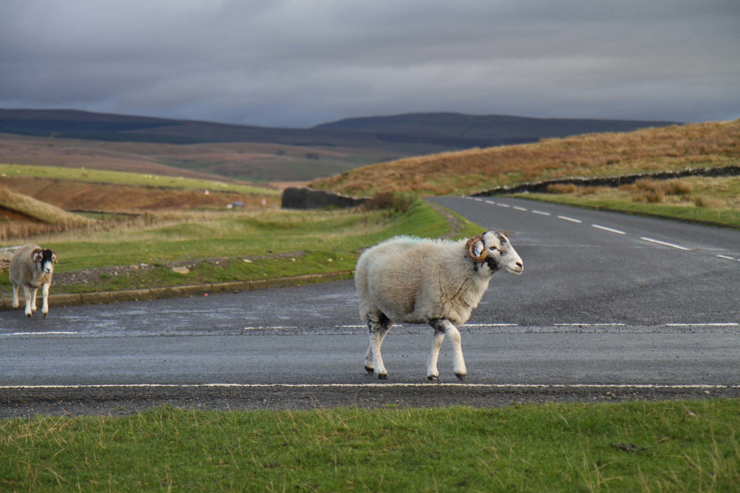 Yorkshire dales moutons