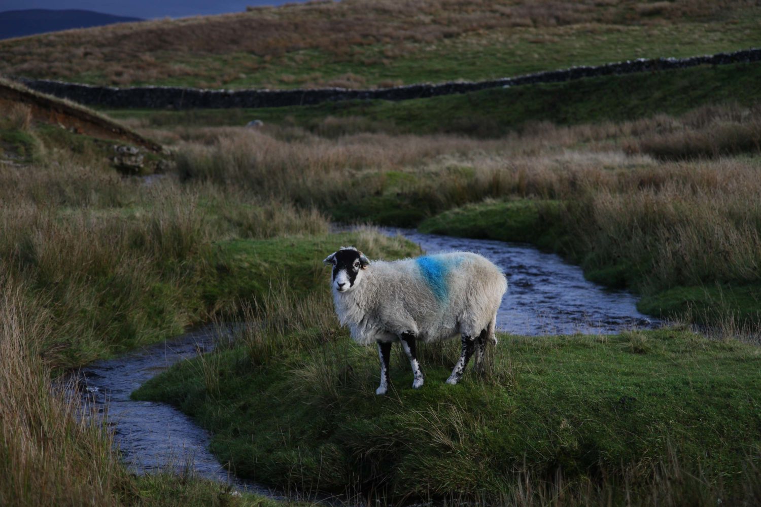 Yorkshire dales moutons 