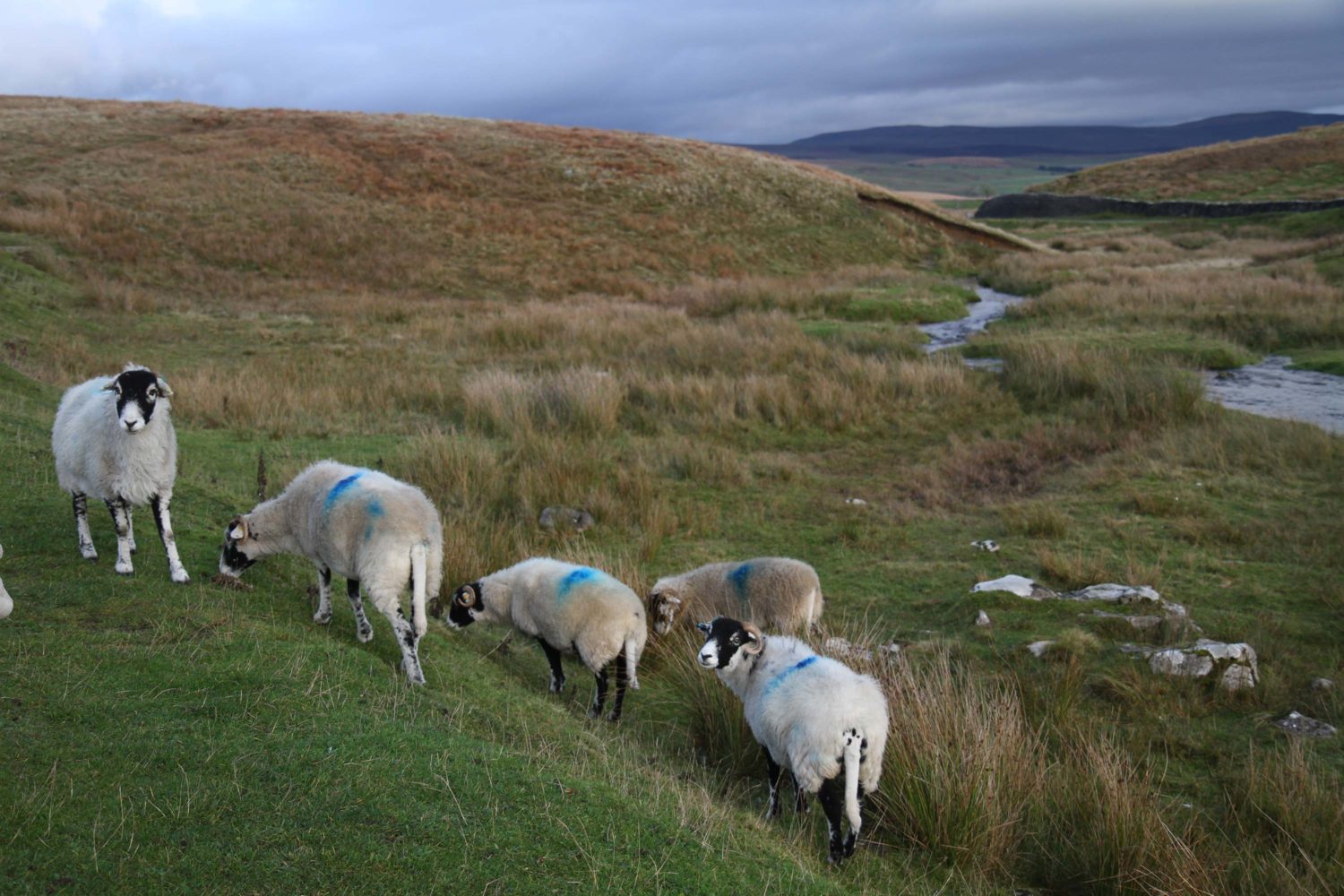 Yorkshire dales moutons