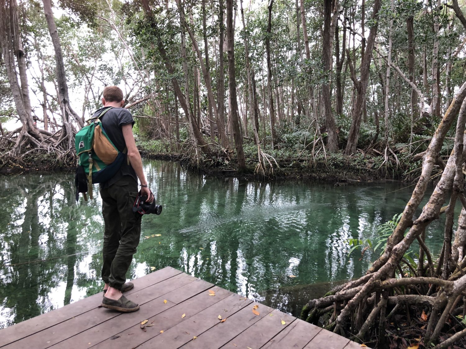 Mangrove celestun 