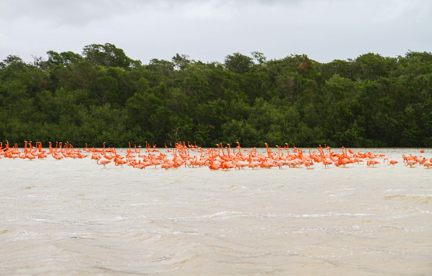 Les flamants roses de Celestùn Mexique 