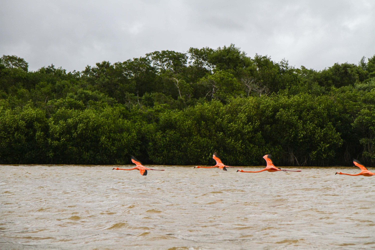 Les flamants roses de Celestùn Mexique 