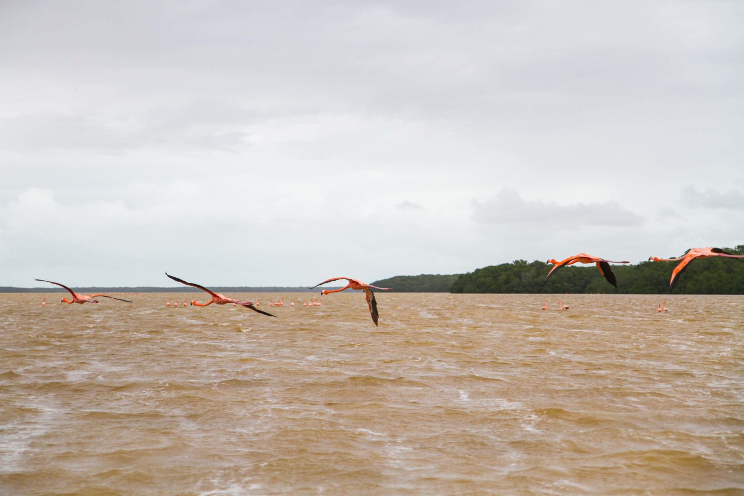 Les flamants roses de Celestùn Mexique 