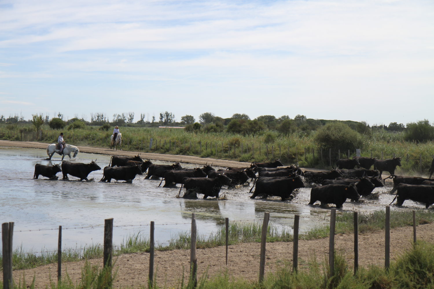 Manade des Baumelles taureaux de Camargue 