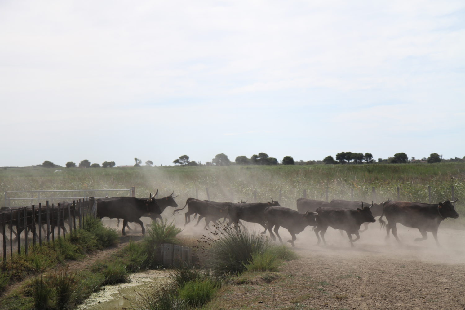 Manade des Baumelles taureaux de Camargue